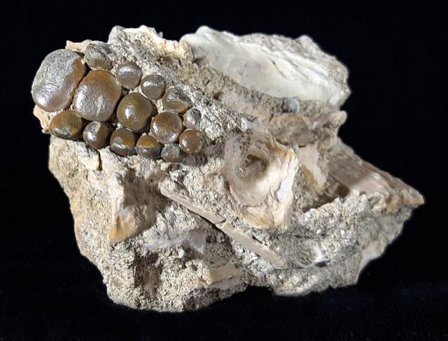 Phacodus punctatus (DIXON 1850) - Bild © FossNet FossilienStore